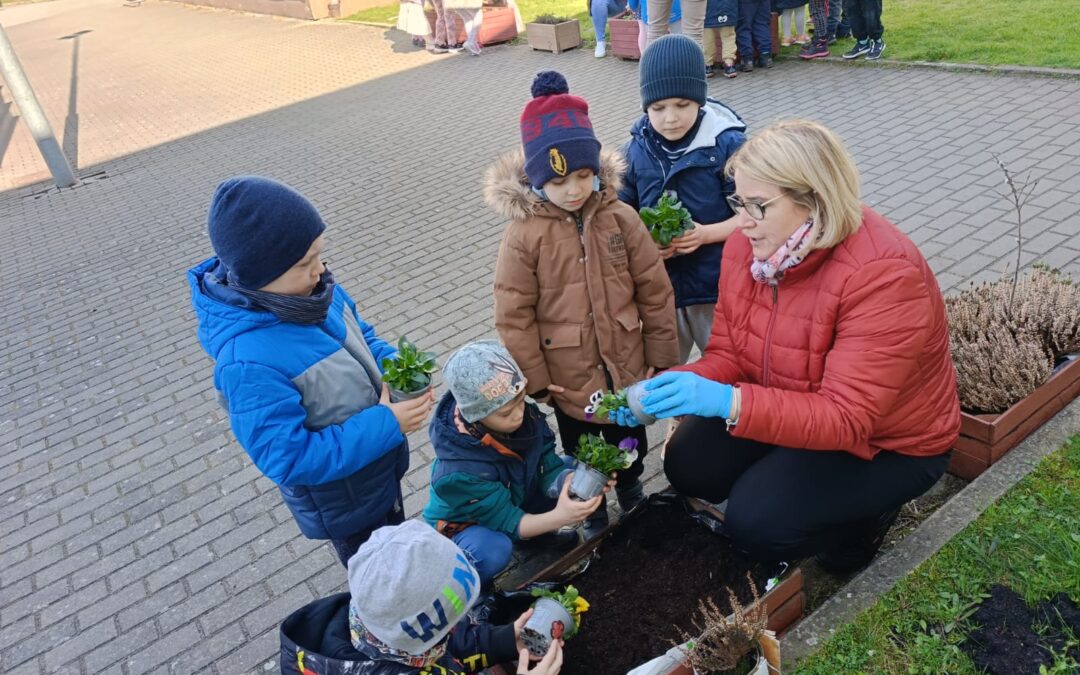 Wiosenne sadzenie bratków